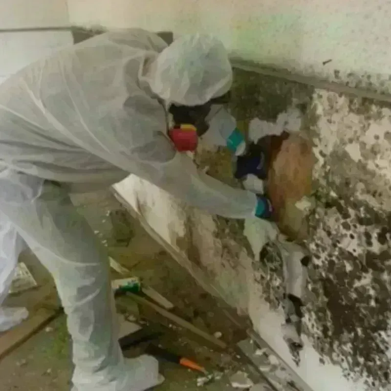 Mold Remediation and Removal in Smithville, MO